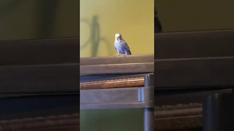 Playing Peek A Boo With My Budgie! 💖 #shorts #youtubeshorts #budgies #animallover #parakeets