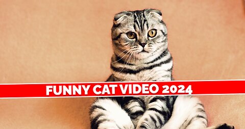 Humorous pet videos 2024 - Amusing cats/dogs - Hilarious animals - Happy Pet