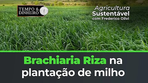 Brachiaria Riza para o Milho