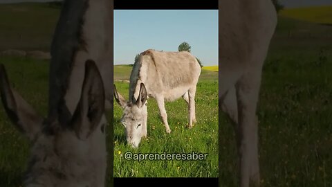 #shorts O Vendedor e o Burro Esperto - Serie - Histórias.