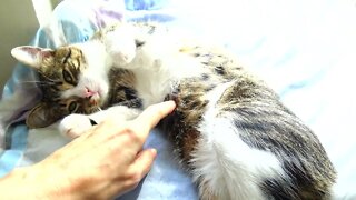 Adorable Little Cat Loves Being Tickled