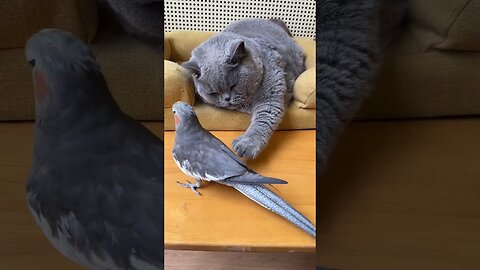 Cute Cat and cockatiel #cockatiel #loveanimals #funny #cute #animals #pets #Shorts #youtubeshorts