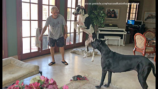 Great Dane thinks new bed is a trampoline