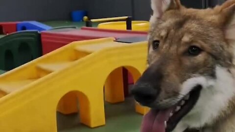 Wolfdog Plays Fetch at Indoor Dog Park