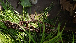 Uncovering Garter Snakes