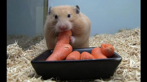 Hamster face changes with carrots