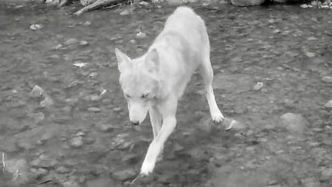 Coyote Crosses a Creek, Then Runs Back