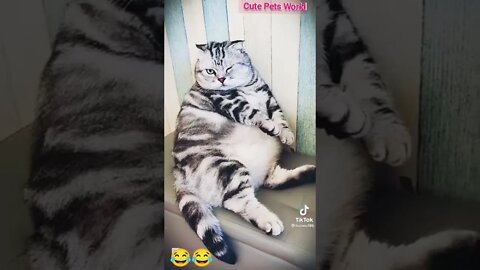 Cute and funny cat videos/#kitten #cat #kitty #funny kitten #funnycat #trending #shorts #tiktok