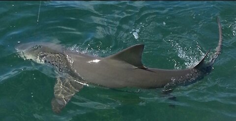 Key West Shark Fishing