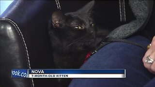 HAWS emphasizes importance of spaying and neutering pets