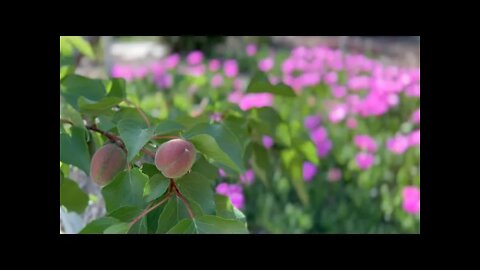 California Poppy, Ice Plants, & Other Colorful Plants Swaying in Wind: 15 Minutes Meditation Music.