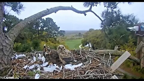 Mom Finally Eats The Snake 🦉 4/2/22 13:44