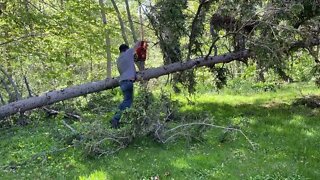 Tree Removal.