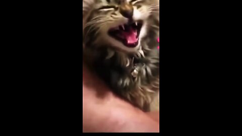 Very cute funny animal video😻