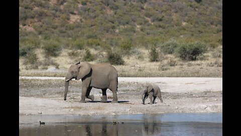 TRY NOT TO LAUGH !! BABY ELEPHANT