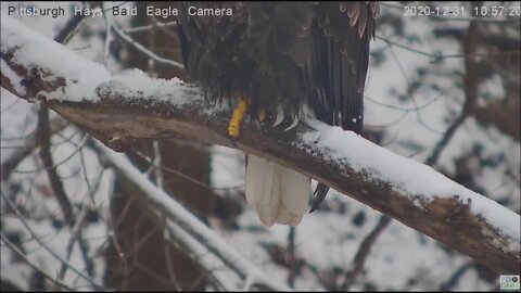 Hays Mom perched on Woods limb with one leg up 123120 1100AM