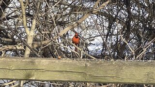 Beautiful male Cardinal chillin