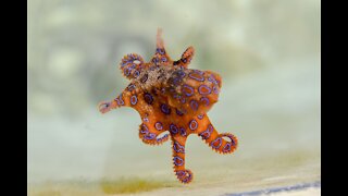 How to Survive the Blue Ringed Octopus Bite