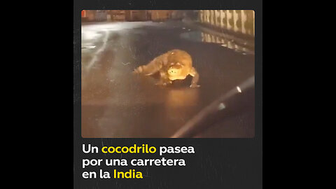 Cocodrilo “de paseo” por una carretera de la India sorprende a transeúntes