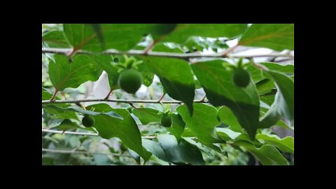 essa e uma das melhores frutiferas para vaso produz várias vezes ao ano a fruta e saborosa