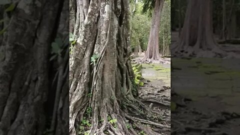 Taphrom Temple #shorts #tourcambodia #angkorwat