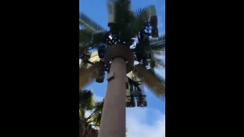 5G. Dead Bees Around the Antenna Disguised As Palm Tree in California.