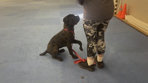 Queen Sophia Kay of the South AKC more leave it lesson day 5 puppy class