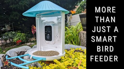 The Netvue Birdfy Smart Ai Bird Feeder - The Future Of Bird Feeding!