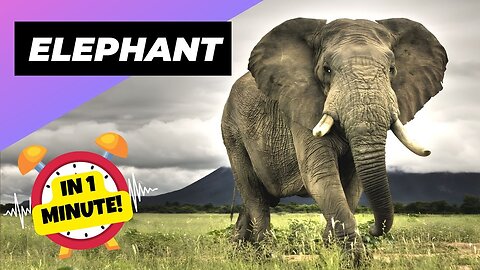 African Bush Elephant 🐘 One Of The Tallest Animals In The World #shorts