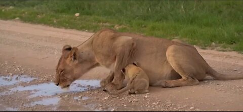 Adorable Moment A Lioness And Her Cute Cub Quenching Their Thirst