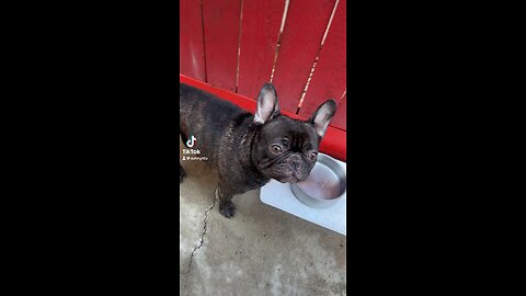 Funny French bulldog