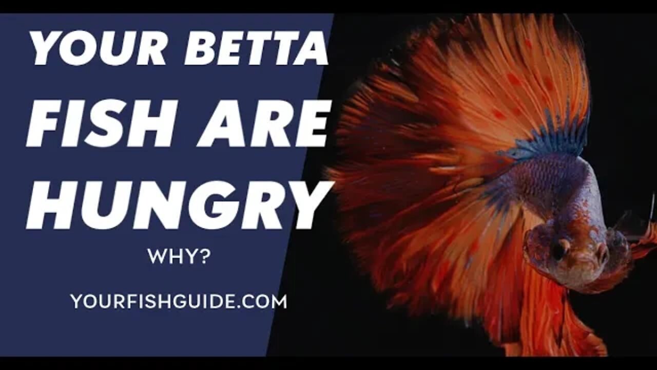 How Long Can A Betta Fish Go Without Eating You MUST Watch Before Your Feed Your Betta