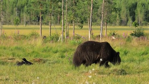 Brown bear (Ursus arctos) in wild nature is a bear that is found across much of northern Eurasia an