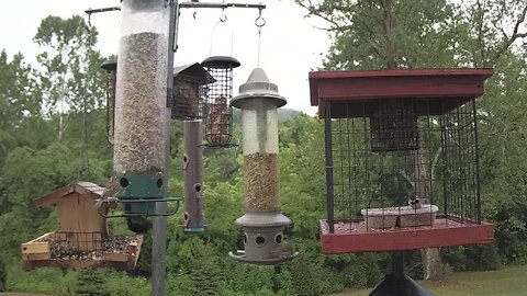 Pixcams Bird Feeder Cam 1