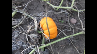 Orange Happiness Orange Gourd September 2021