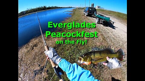 Everglades 2020-12 Ep2 Peacock Fest Part 1