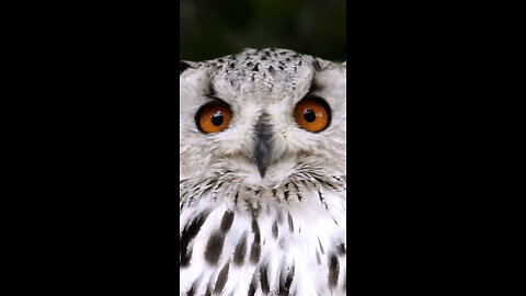 Owls — Raptors — Don't Blink