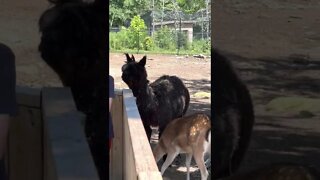 Alpaca and Deer at Moncton Zoo NB