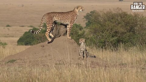 Amani Female Cheetah And Cubs | Beautiful Maasai Mara Safari | Zebra Plains