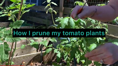 How are you prune and trim in the garden to keep plants healthy