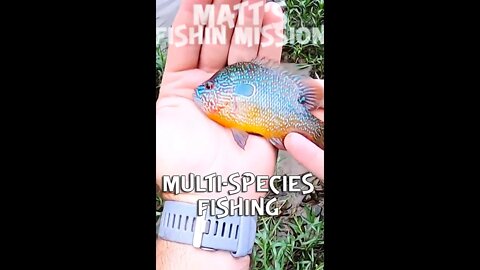 Multi-Species River fishing (Short Version)