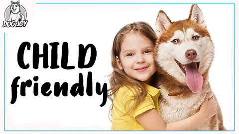 Most Child Friendly Dog Breeds