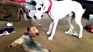 Great Dane swings small dog like a carnival thrill ride