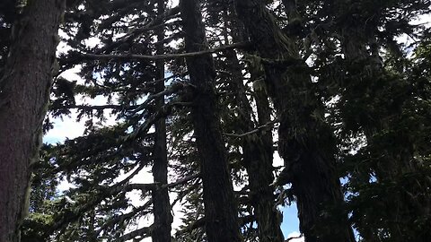 Old Mans Beard blowing on top of Mount Hood