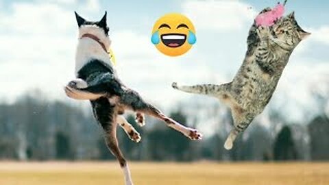 Best Of The Funny Animal Videos - New Funniest Cats And Dogs Videos #129