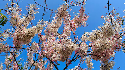 Blossoming of the Trees at Zen Park 🇹🇼 (2023-03) {aerial}