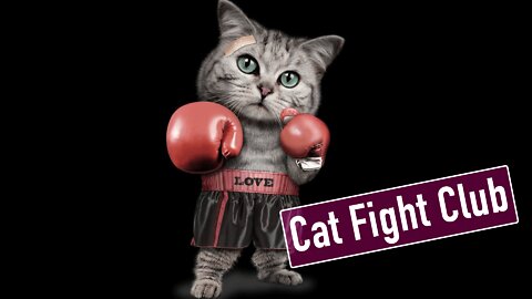 Cat Fight Club