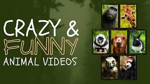 Funny animal video 😂 try not to laugh 🙈