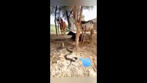 Funny animal video 😂🤣