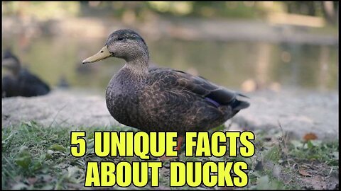 Quack-tastic! 5 Fascinating Facts That Make Ducks Unique